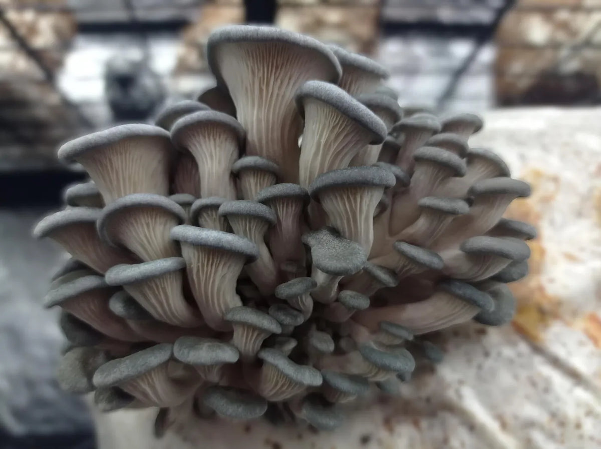 Dense cluster of grey oyster mushrooms on a substrate block
