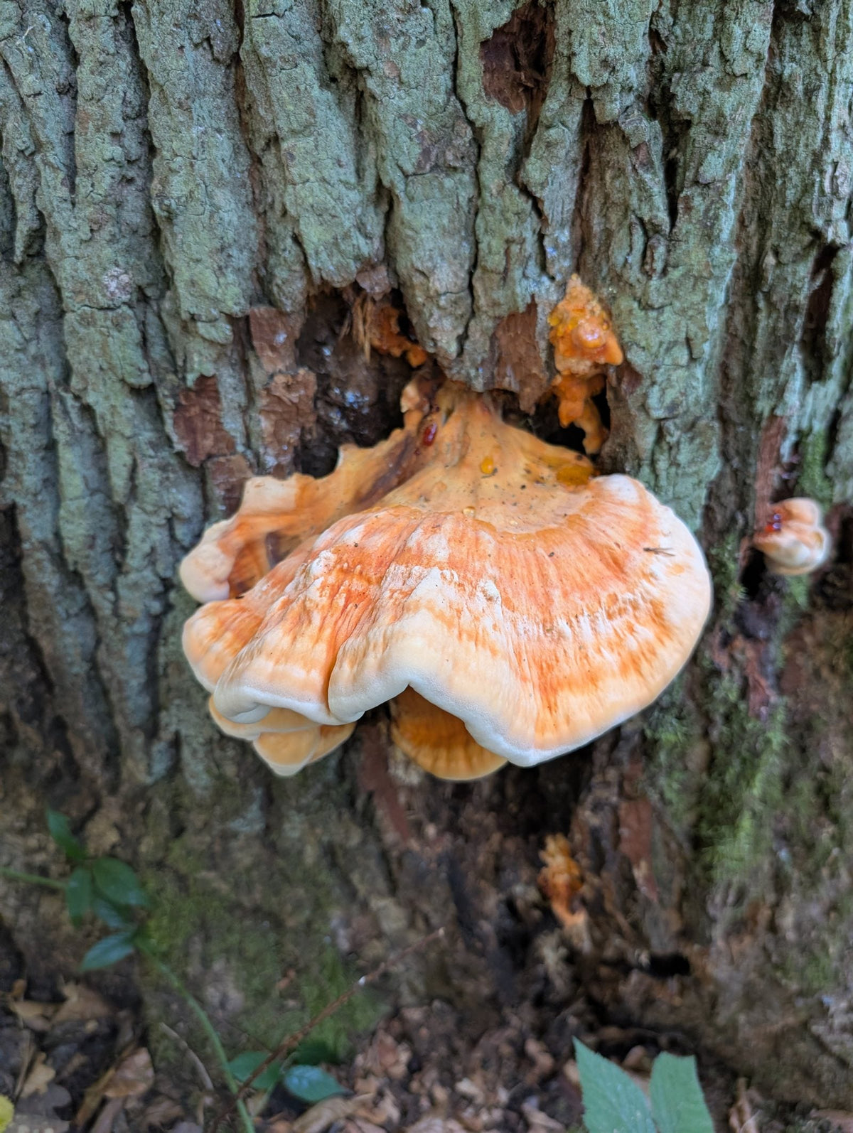 Schwefelporling (Laetiporus sulphureus): Ein Fund im Eichenwald – Biologie, Braunfäule & Zubereitung
