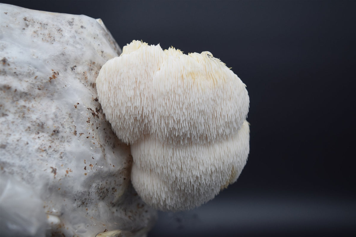 Igelstachelbart / Lion’s Mane (Hericium erinaceus): Der Pilz mit einzigartiger Form