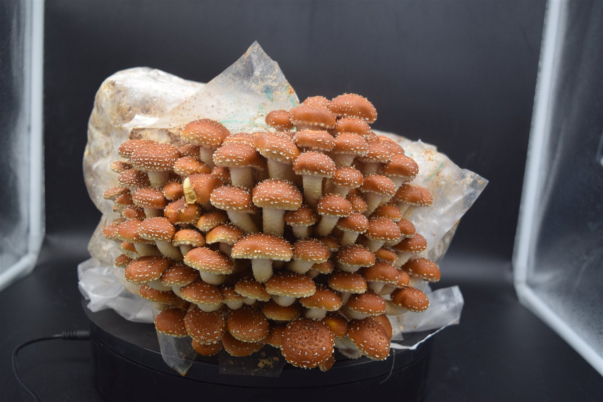 Kastanienpilz / Pioppino (Südlicher Ackerling, Cyclocybe aegerita): Der elegante Gourmetpilz