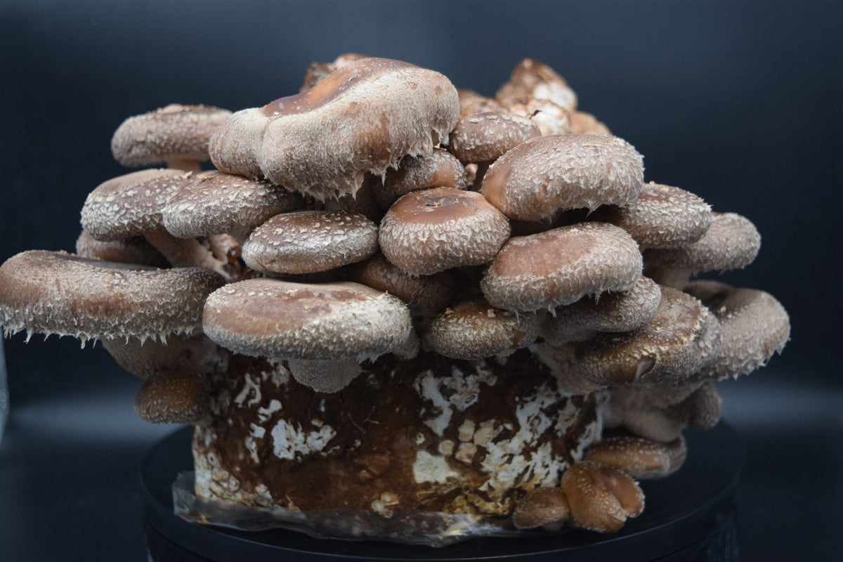 Shiitake (Lentinula edodes): Anbau, Geschmack und Rezepte