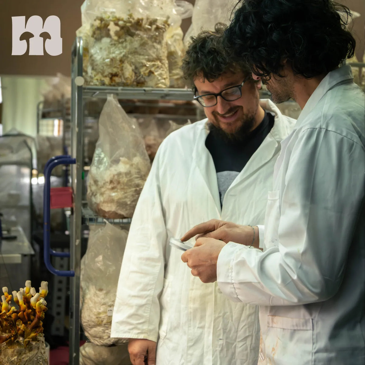 Two people in lab coats inspecting fruiting oyster mushrooms in the grow room