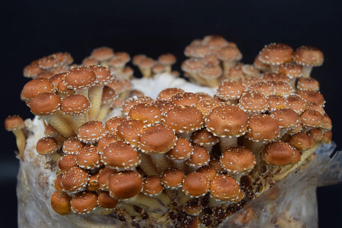 Dense cluster of chestnut mushrooms on a colonised block