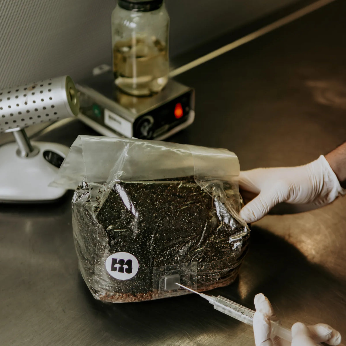 Gloved hands inoculating the grow bag with a syringe