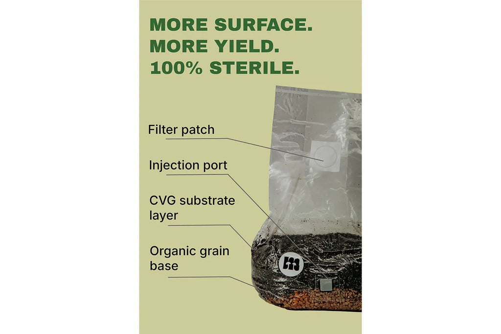 Infographic: more surface, more yield, sterile — labelled filter patch, injection port, CVG substrate layer and grain base