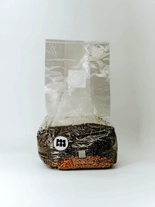 All-in-One Grow Bag mit CVG-Substrat und Weizenkörnern, stehend