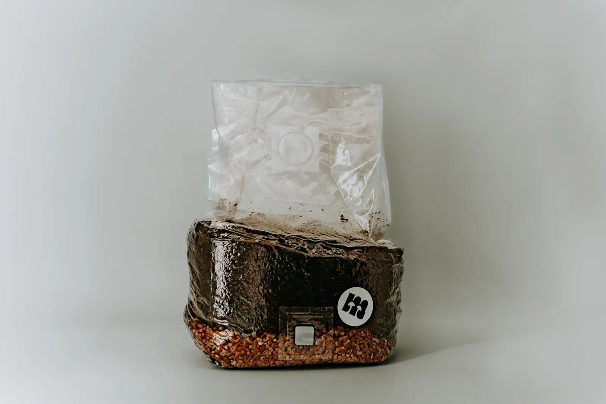 All-in-one grow bag with hardwood substrate and wheat grain, standing upright