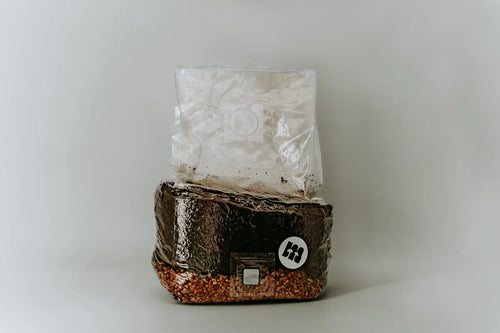 All-in-One Grow Bag mit Hartholzsubstrat und Weizenkörnern, stehend