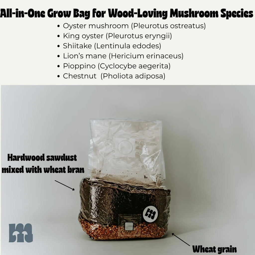 Infografía (en inglés): bolsa de cultivo para especies lignícolas — seta de ostra, seta de cardo, shiitake, melena de león, pioppino, seta castaña; con las etiquetas serrín de madera dura con salvado de trigo y grano de trigo