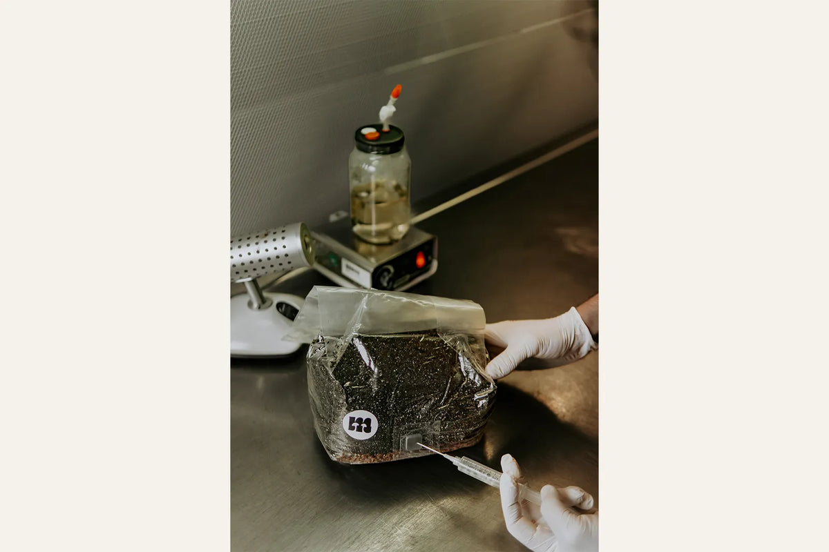 Inoculating the grow bag with a syringe under the laminar flow hood