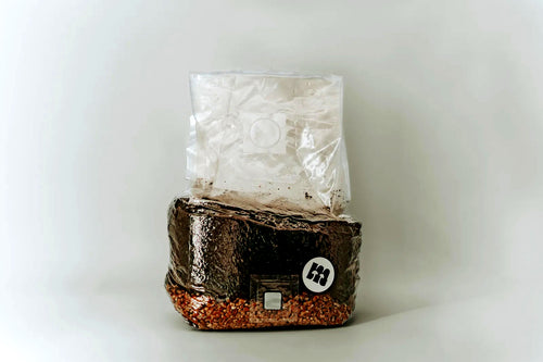 All-in-One Grow Bag mit Hartholzsubstrat und Weizenkörnern, stehend