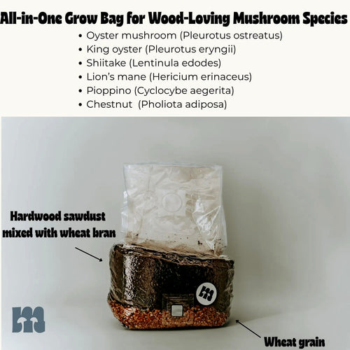 Infografik (englisch): Grow Bag für holzliebende Arten — Austernseitling, Kräuterseitling, Shiitake, Igelstachelbart, Pioppino, Kastanienpilz; beschriftet mit Hartholz-Sägemehl mit Weizenkleie und Weizenkorn