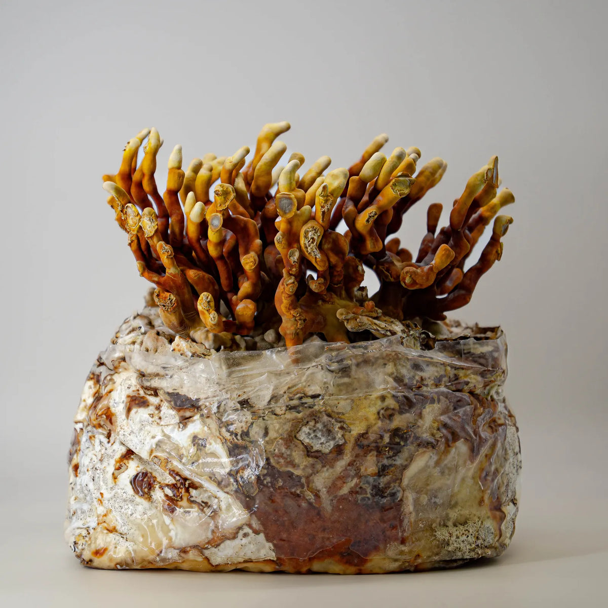 Lebender Antler Reishi im Growbag mit verzweigten, geweihartigen Fruchtkörpern