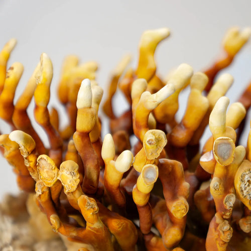 Orange-gelbe Geweihtriebe des Antler Reishi, Nahaufnahme