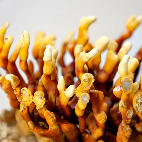 Orange-gelbe Geweihtriebe des Antler Reishi, Nahaufnahme