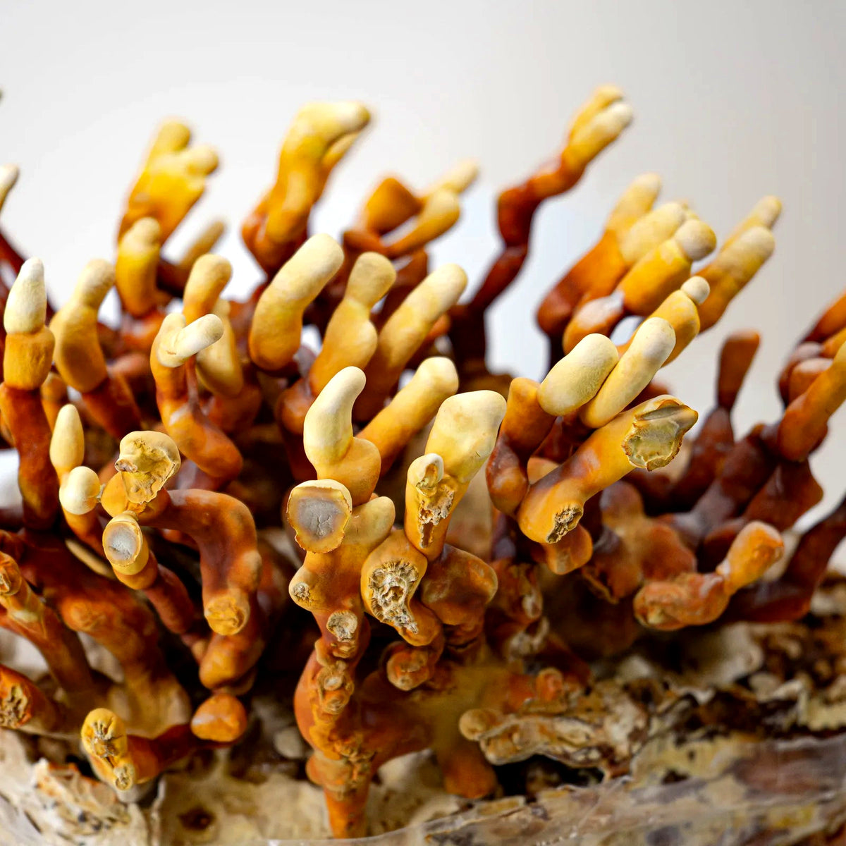 Antler-Reishi-Triebe seitlich im Gegenlicht