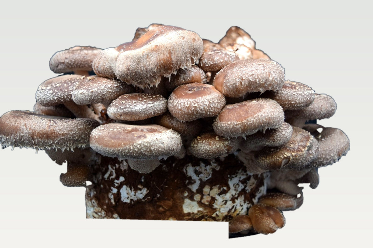 Shiitake mit braunen, hell aufgerissenen Hüten, dicht gewachsen aus dem durchwachsenen Substratblock