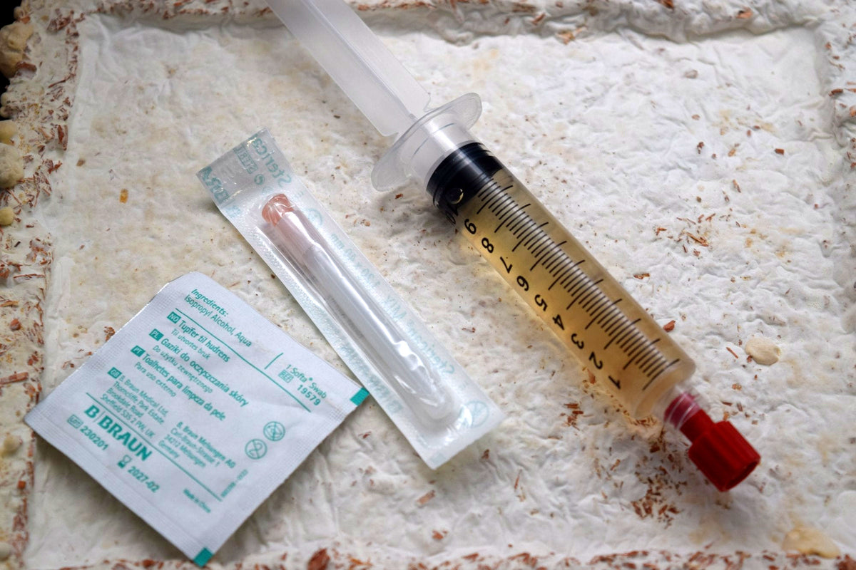 Spritze mit bernsteinfarbener Nährlösung, daneben die sterile Nadel in der Verpackung, auf einem durchwachsenen Substratblock
