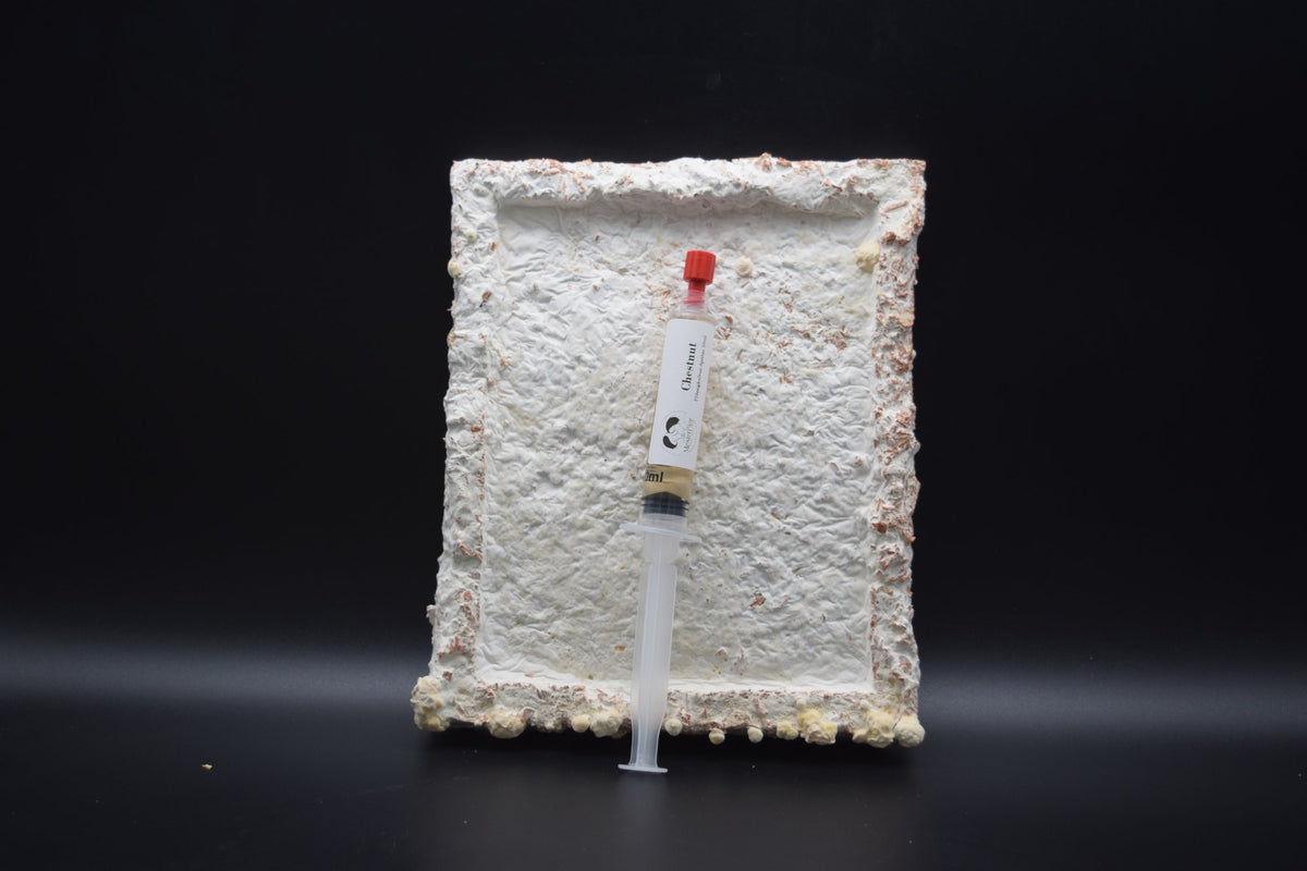 Live liquid culture – 10 ml syringe with sterile needle