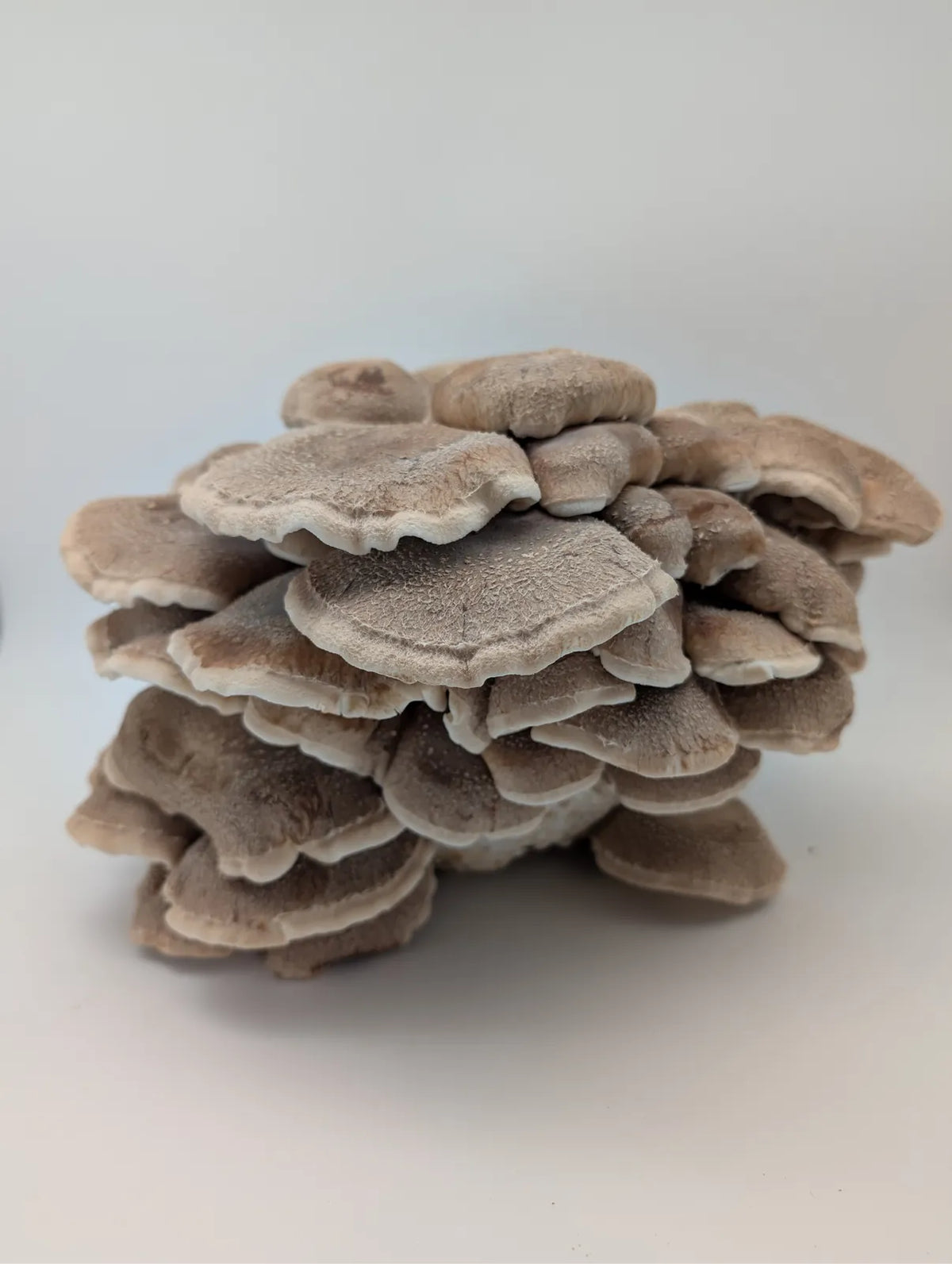 Shiitake mit braunen Hüten und hellen Rändern, dicht am Block gewachsen