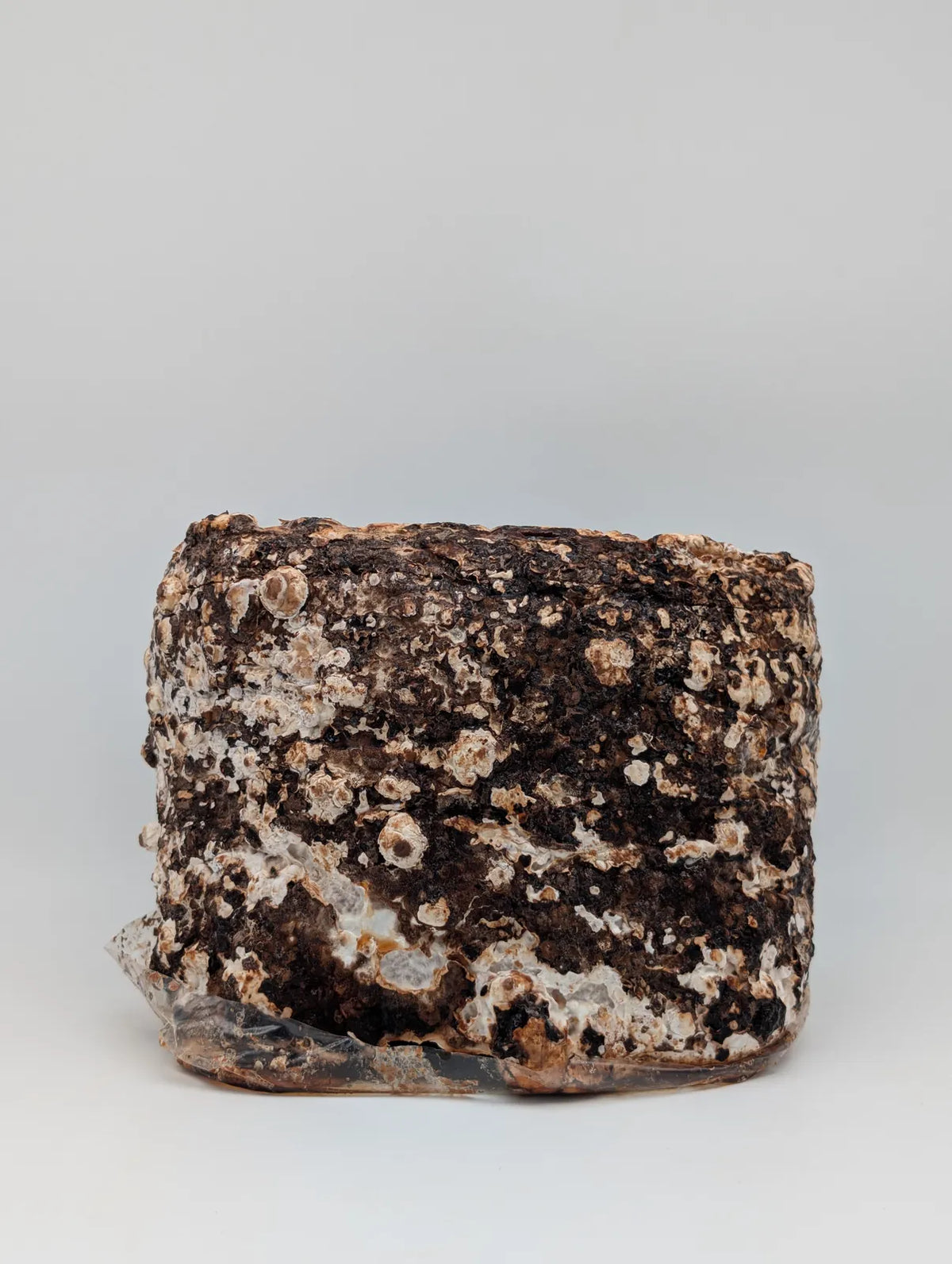 Gebräunter Shiitake-Block mit ersten weißen Pilzansätzen