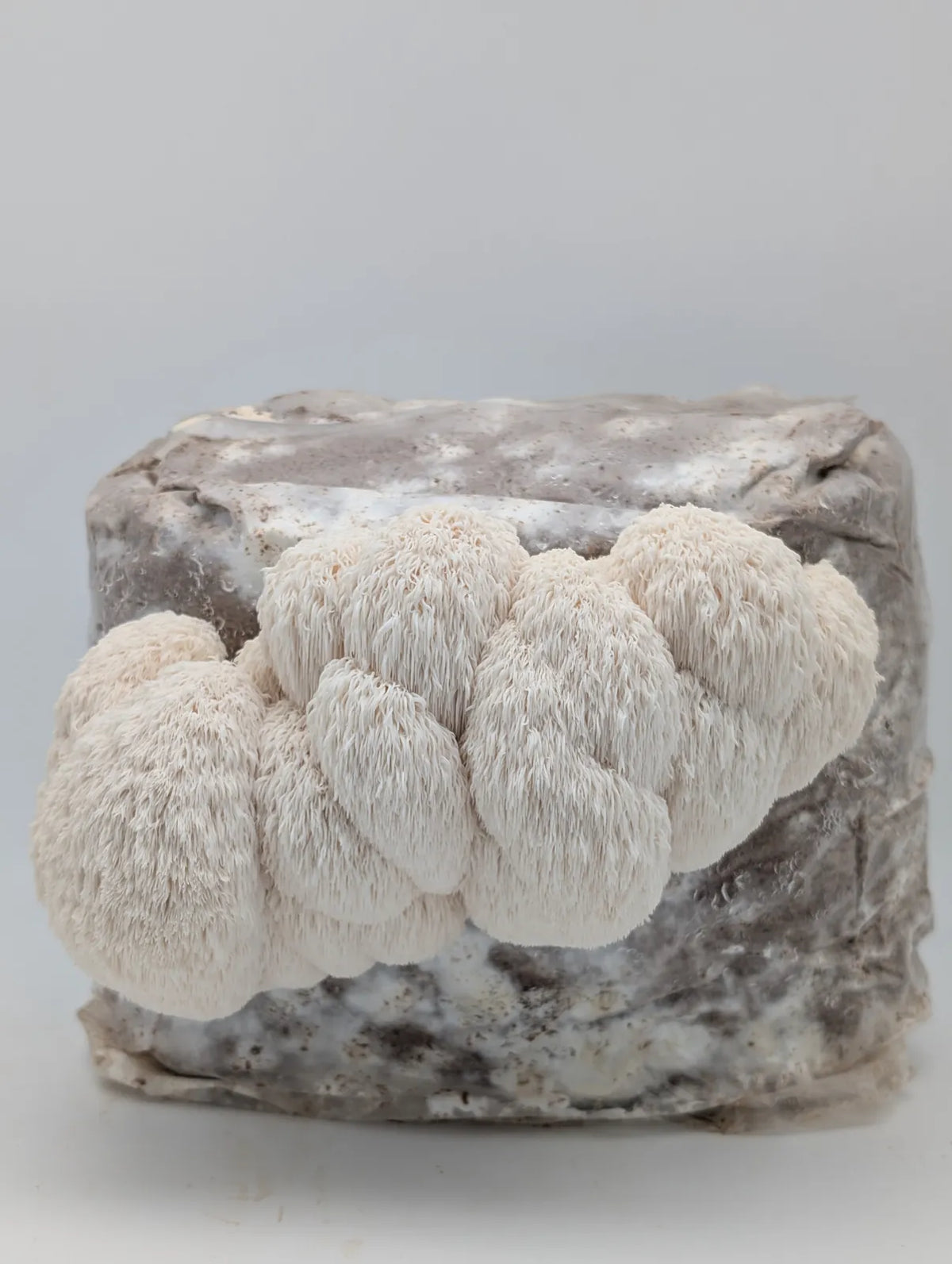 Igelstachelbart (Lion's Mane) mit weißen Fruchtkörpern am Block