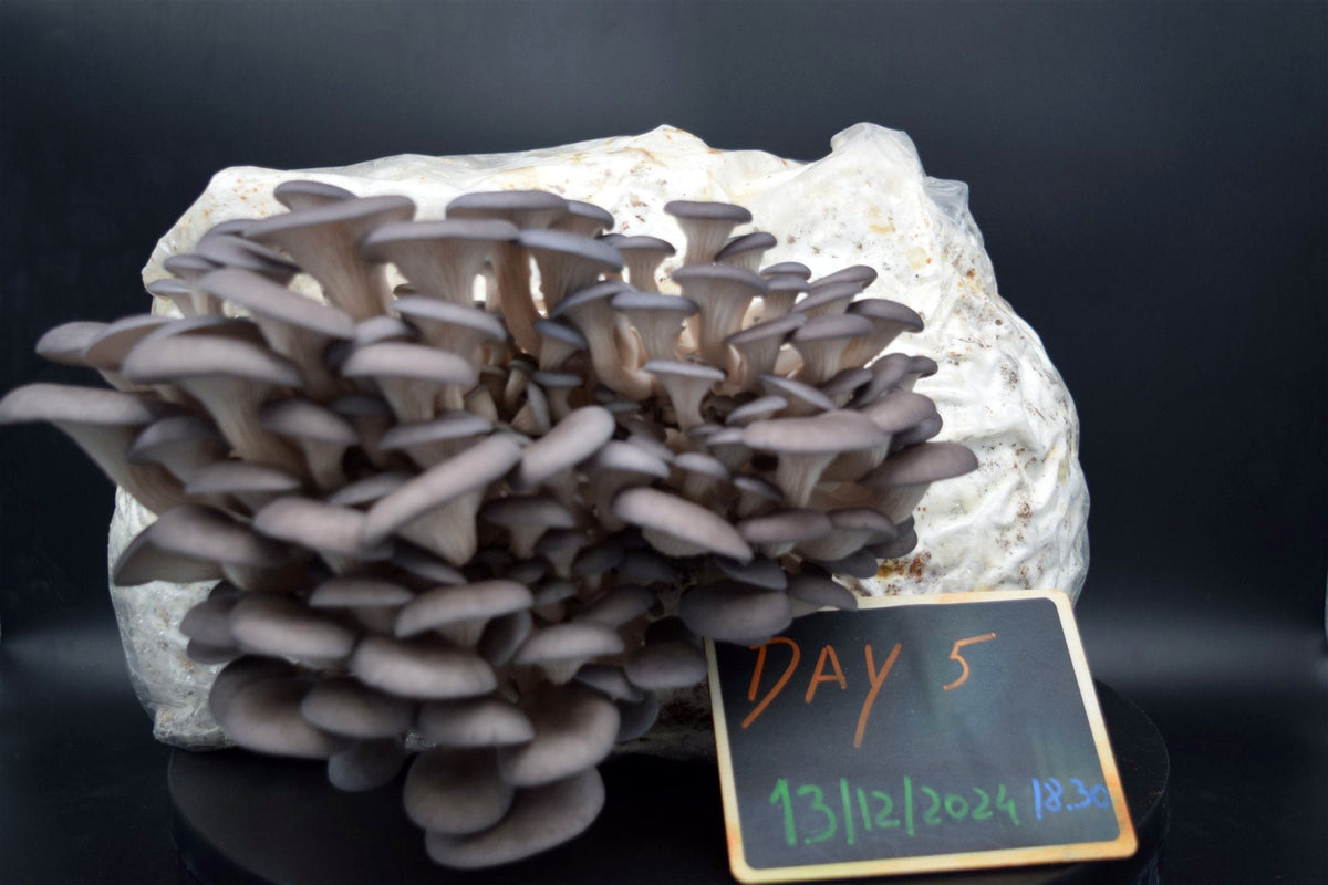 Austernseitlinge am fünften Tag, die Tafel daneben zeigt Day 5