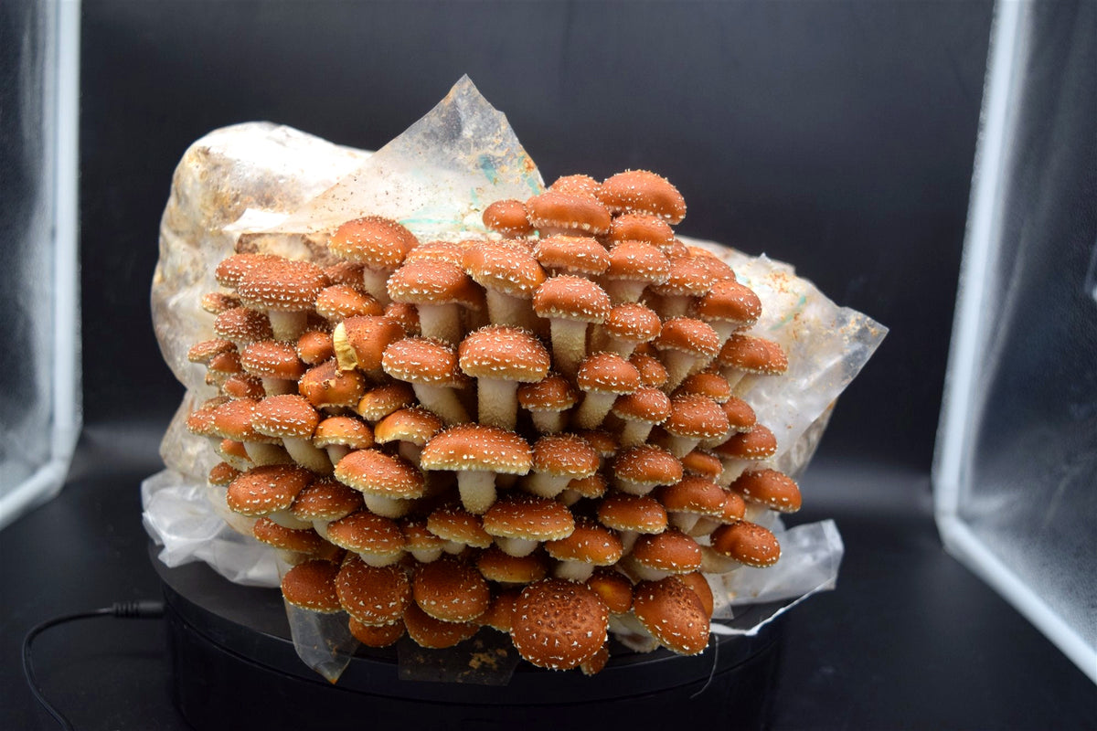 Kastanienpilze als dichtes Büschel, orangebraune Hüte mit weißen Schüppchen, aus dem Beutel gewachsen