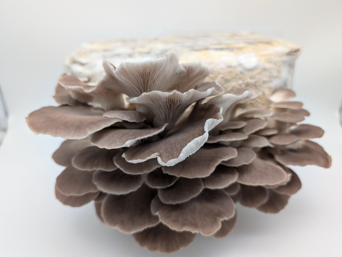 Phoenix-Seitling (Pleurotus pulmonarius) – Fruchtkörper am Block