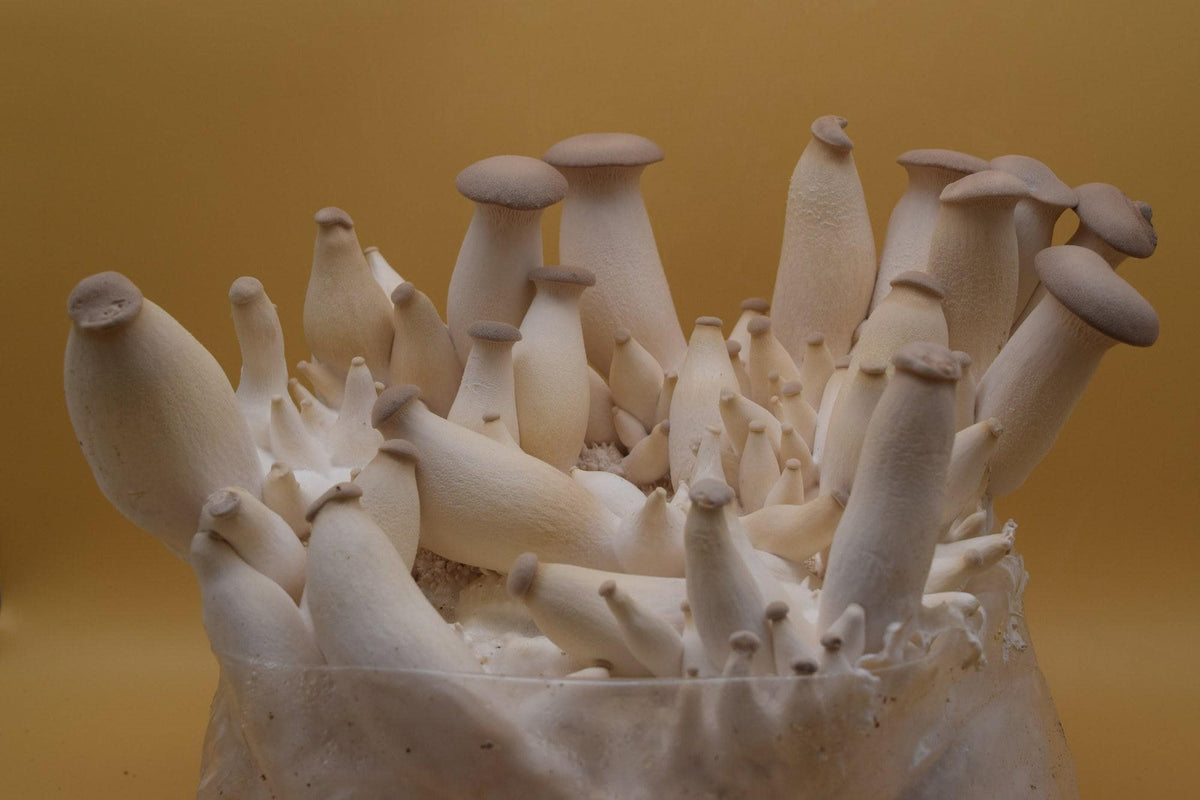 Kräuterseitling (Pleurotus eryngii) – dicke helle Stiele am Block