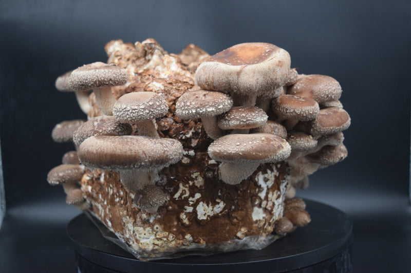 Der Block – Shiitake