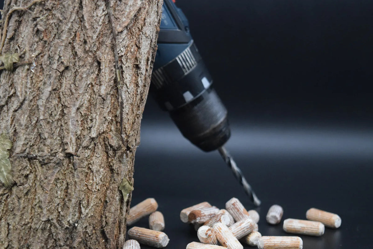 Drilling the inoculation holes into a log, dowels lying beside it