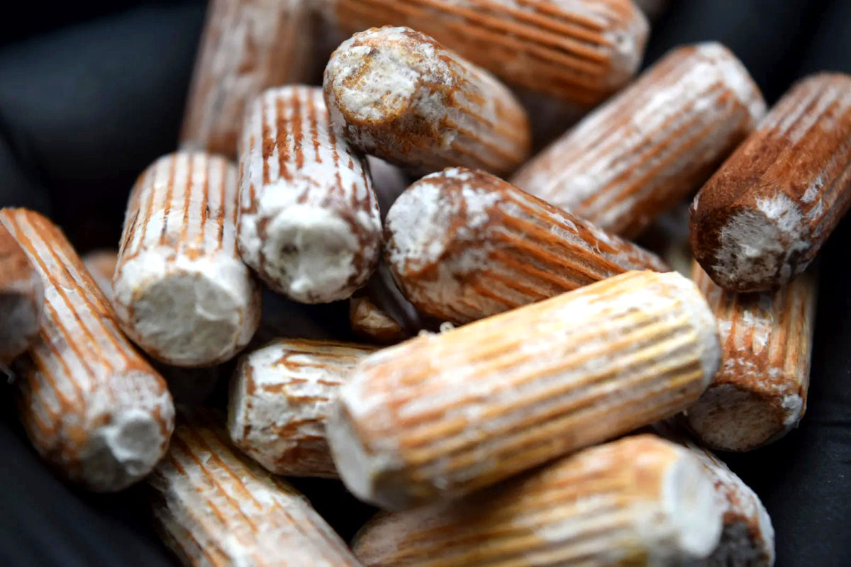 Mit weißem Myzel bewachsene Impfdübel aus Buchenholz, Nahaufnahme
