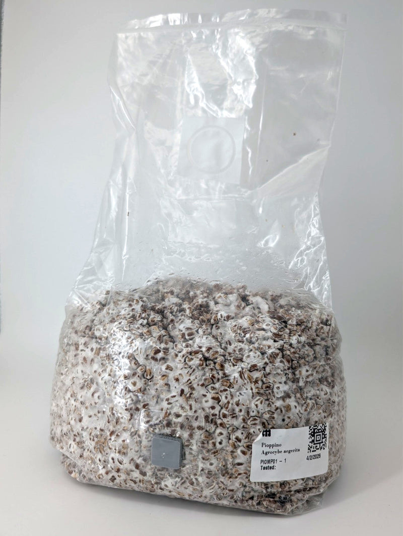 Körnerbrut voll kolonisiert, 1 kg oder 2 kg