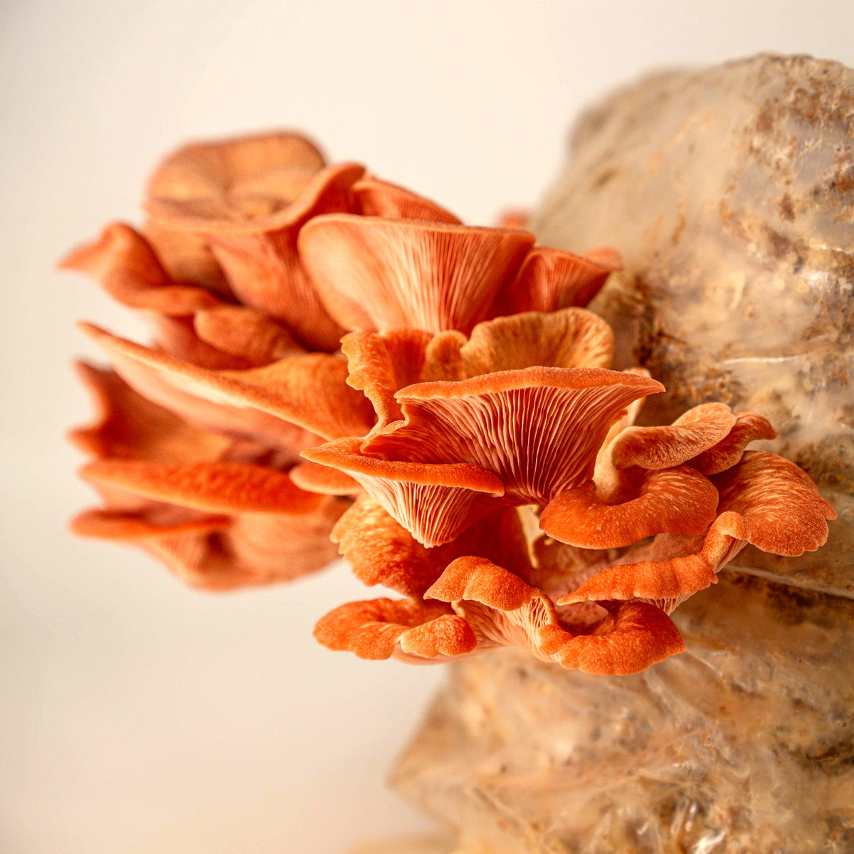 Reishi fruchtet auf Substrat, beimpft mit Körnerbrut