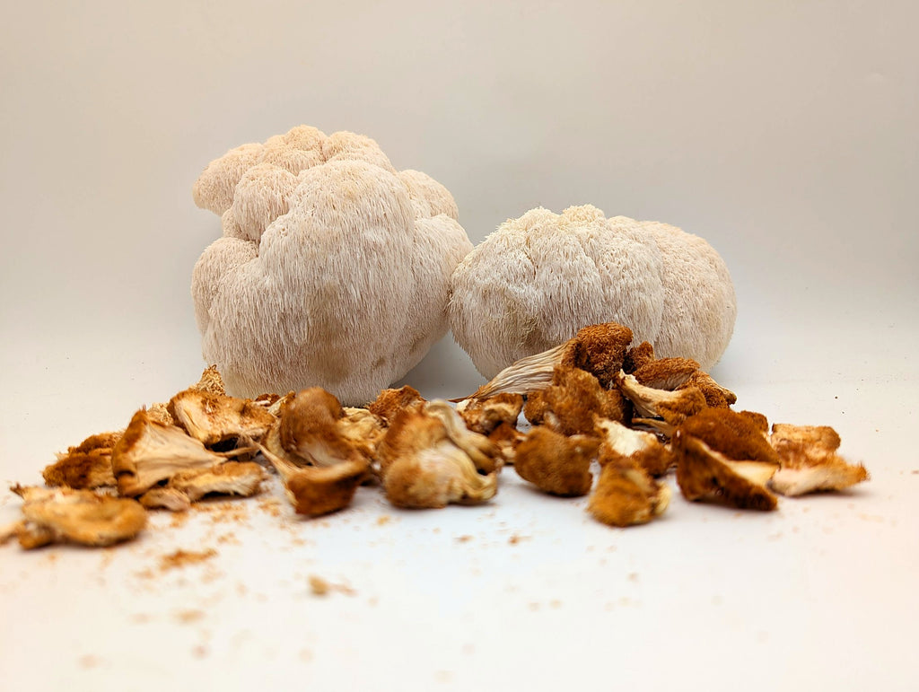 Frischer und getrockneter Lion's Mane (Igel-Stachelbart) nebeneinander