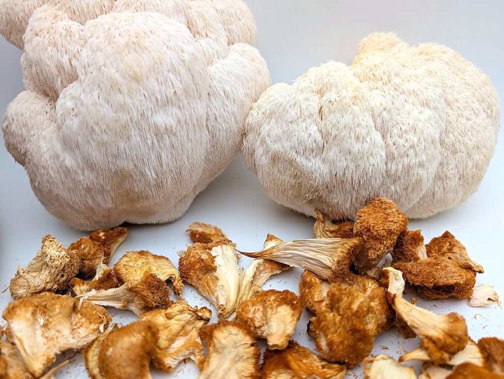 Getrockneter Lion's Mane, Nahaufnahme der Stacheln