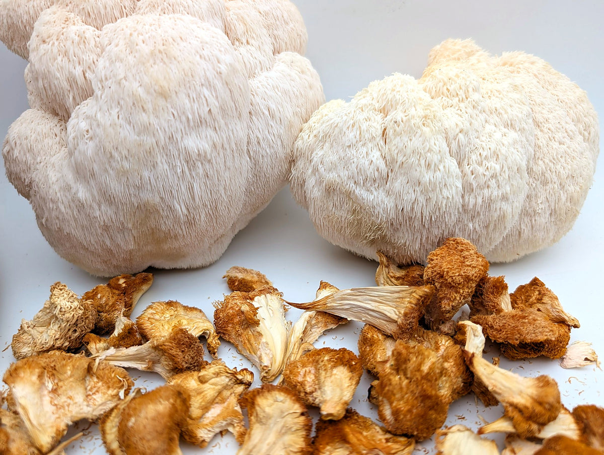 Getrockneter Lion's Mane, Nahaufnahme der Stacheln
