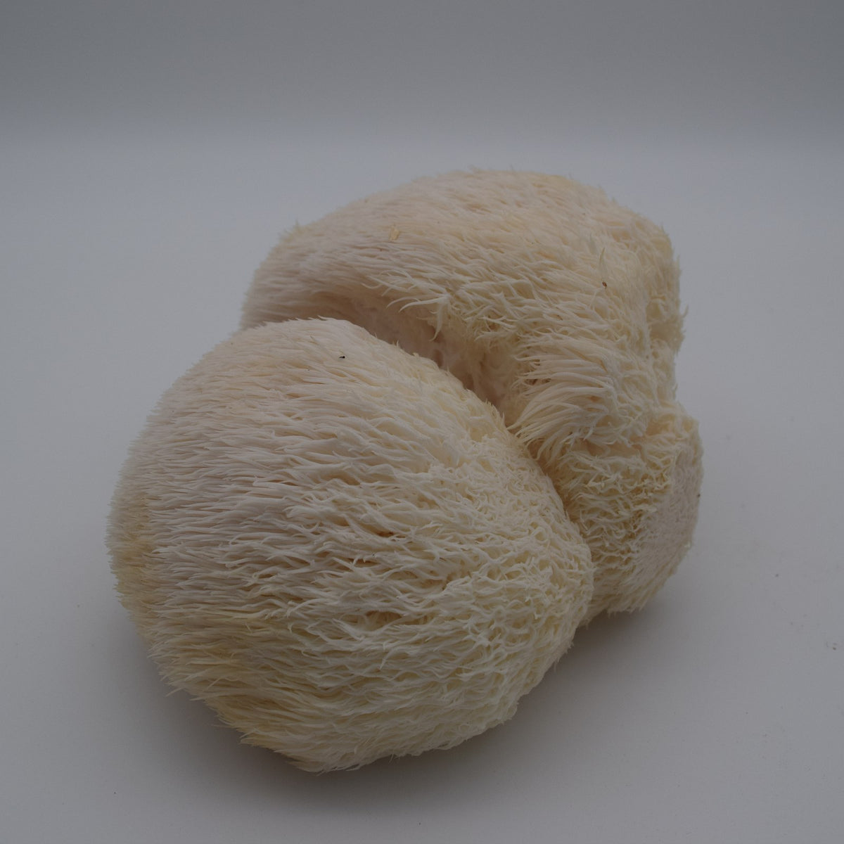 Reinkultur Petrischale (Sterile Agar)