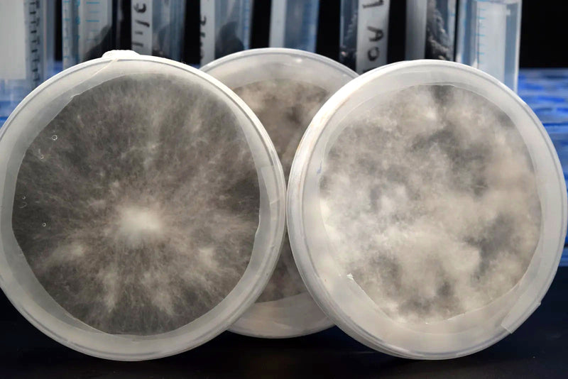 Reinkultur Petrischale (Sterile Agar)