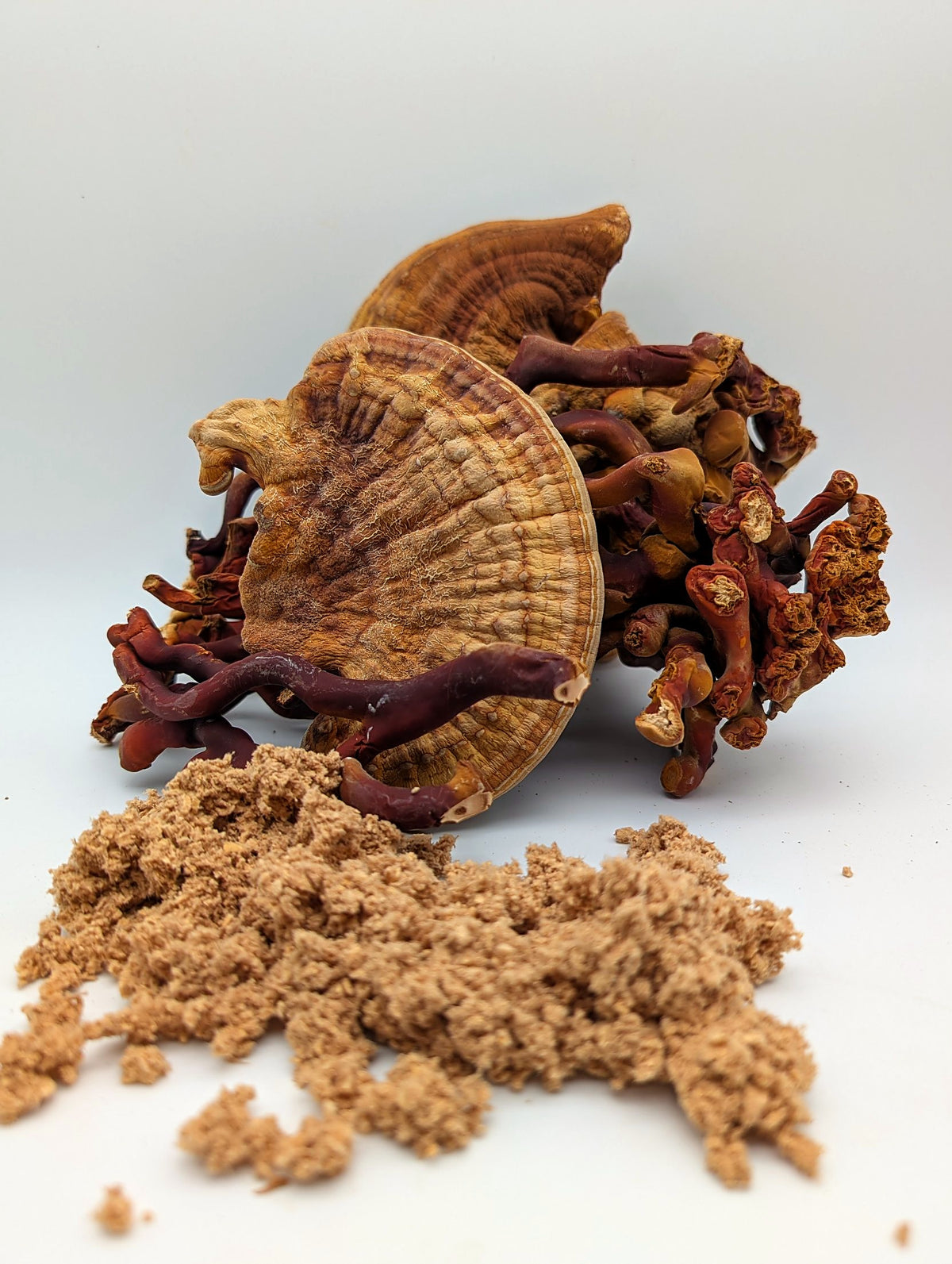Gemahlener Reishi aus Erlangen vor ganzen getrockneten Reishi-Pilzen
