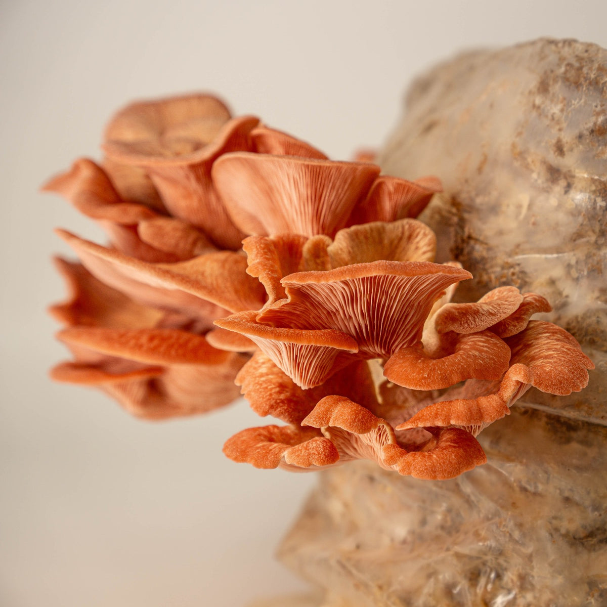 Reishi fruchtet auf Substrat, beimpft mit Körnerbrut