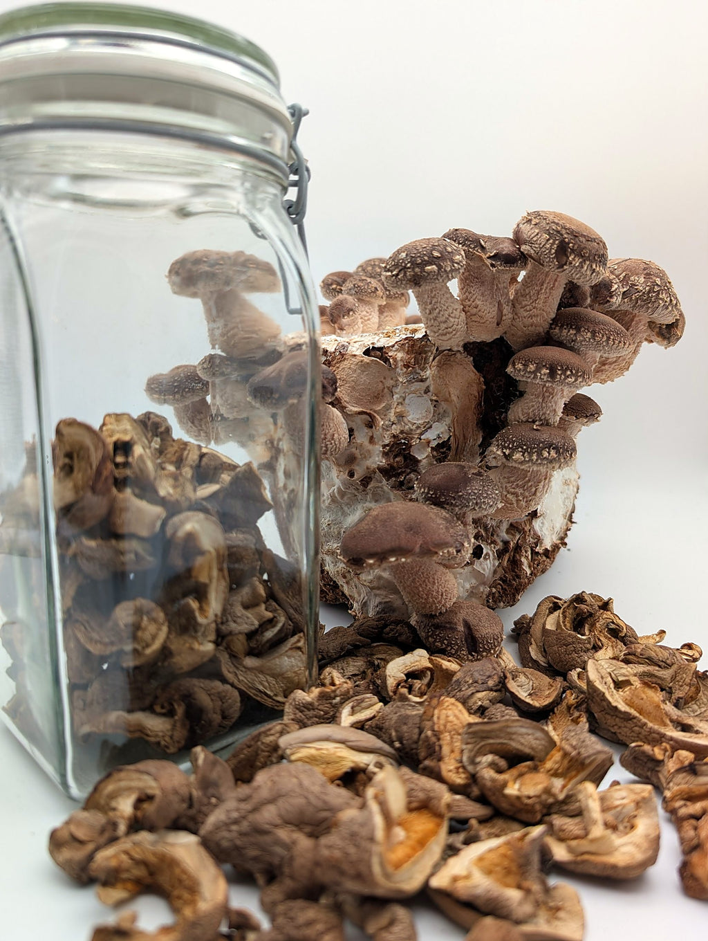 Getrocknete Shiitake im Glas vor frischem Shiitake-Pilzblock