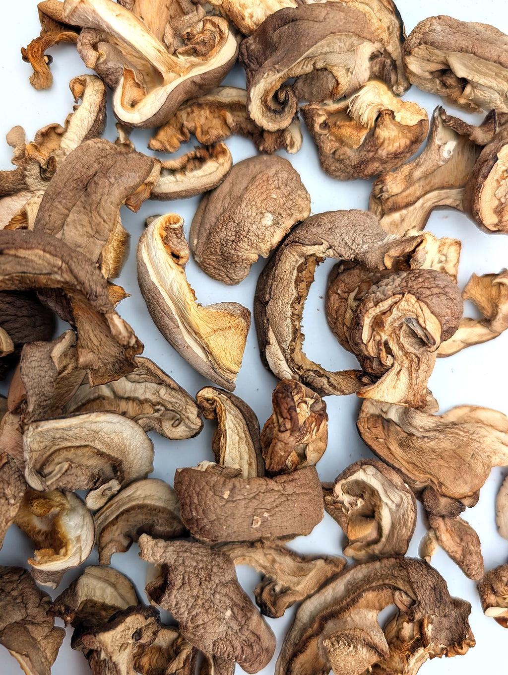 Getrocknete Shiitake aus Erlangen, Nahaufnahme von Hut und Lamellen