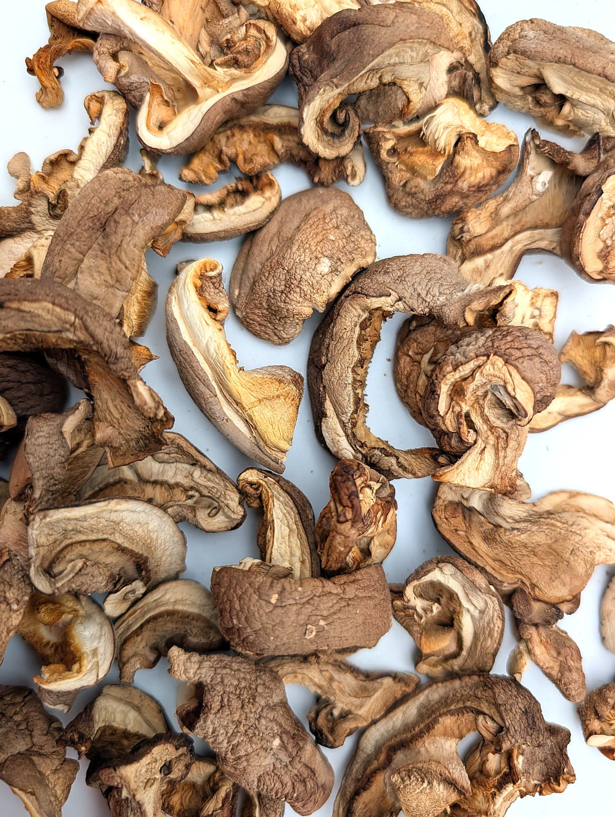 Getrocknete Shiitake aus Erlangen, Nahaufnahme von Hut und Lamellen