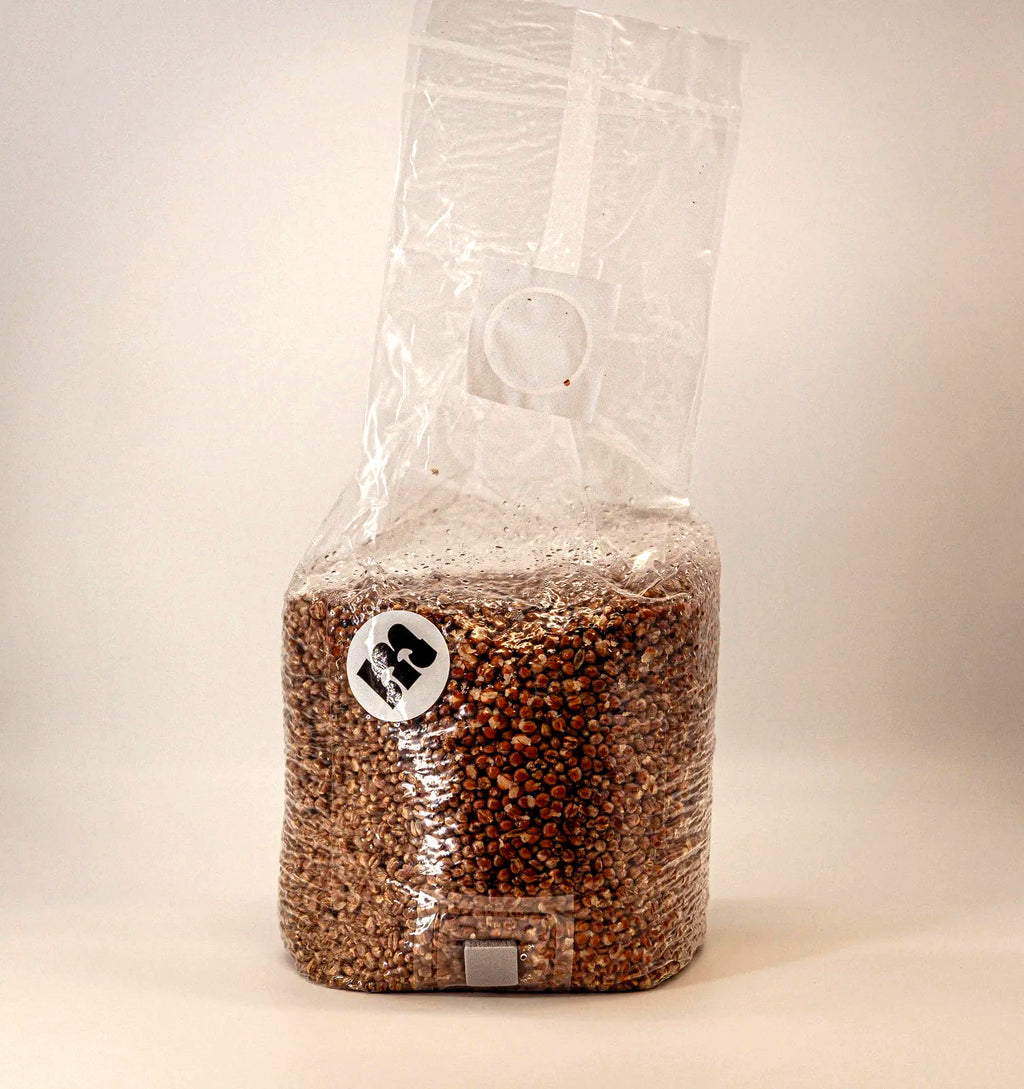 Steriler Weizen-Growbag, prall gefüllt mit gequollenen Weizenkörnern
