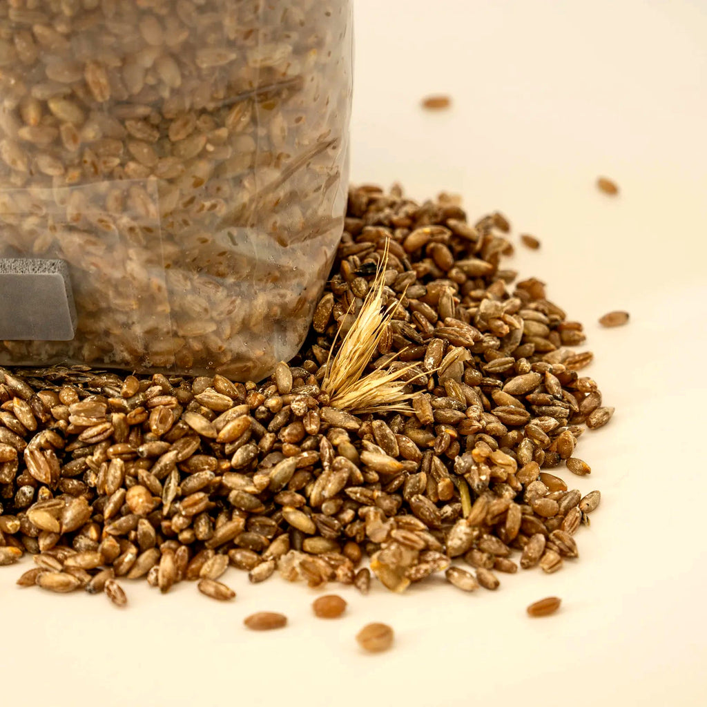 Roher Weizen und Ähren neben einem gefüllten Growbag